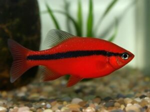 Zebra Danio