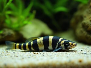 Kuhli Loach