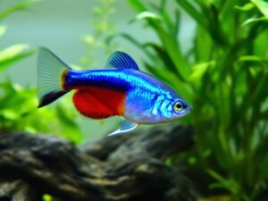 Tetra Cardinal