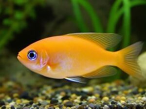 Platy