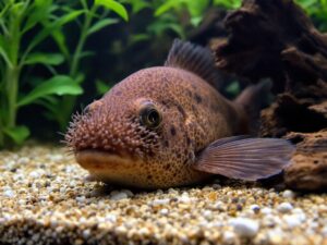 Pleco